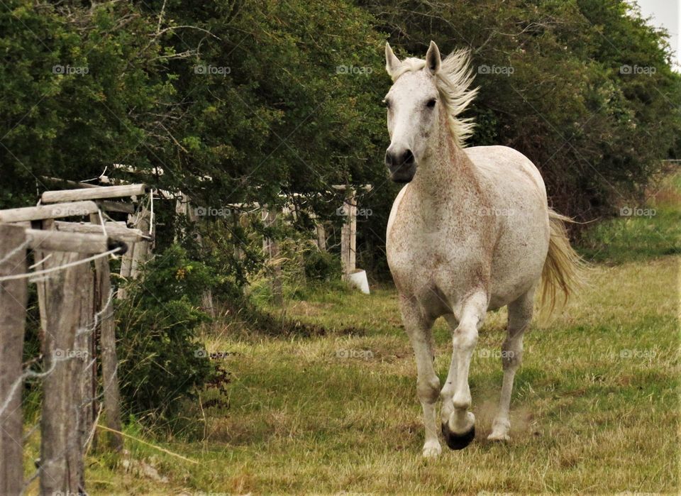 White Beauty