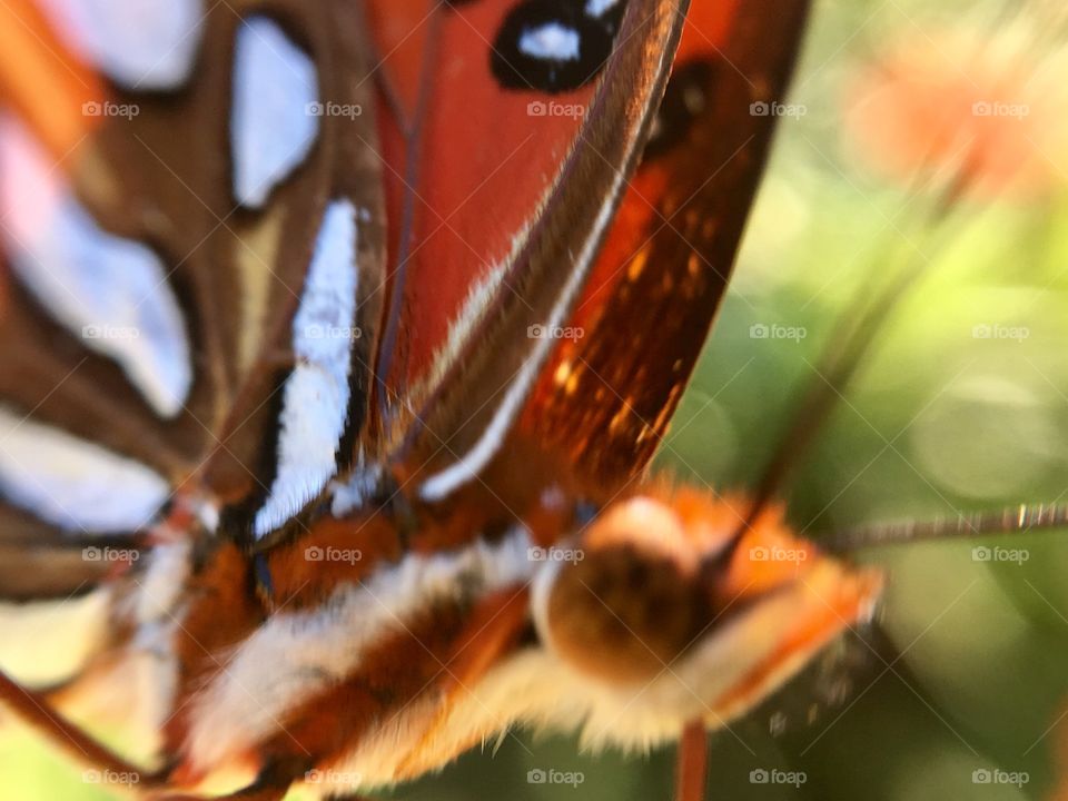 Extreme closeup of a butterfly.