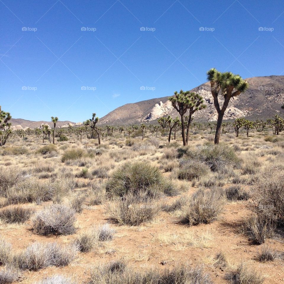 Joshua Tree 3