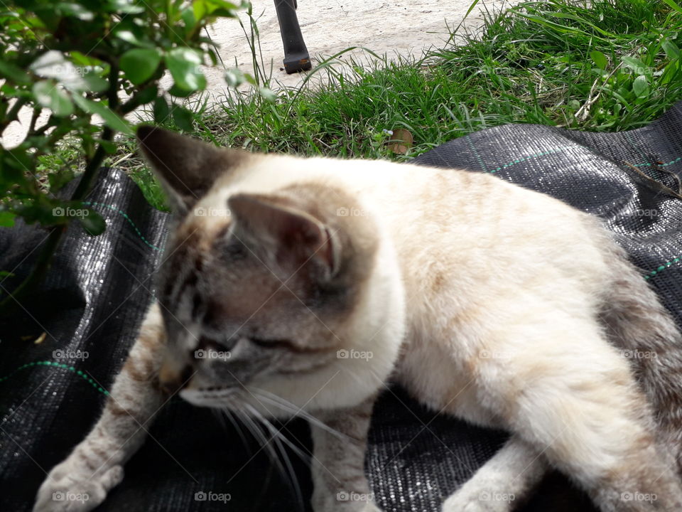 my cat in the garden