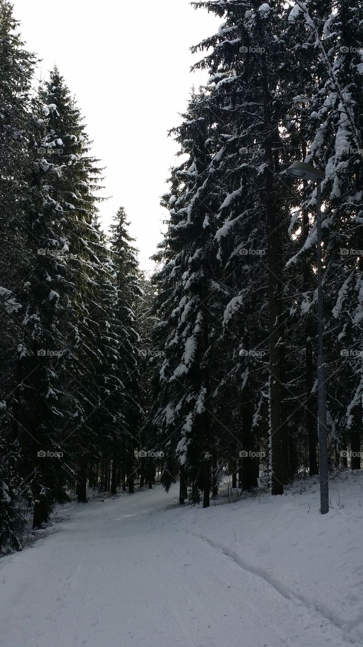 Snow, Winter, Wood, Frost, Tree