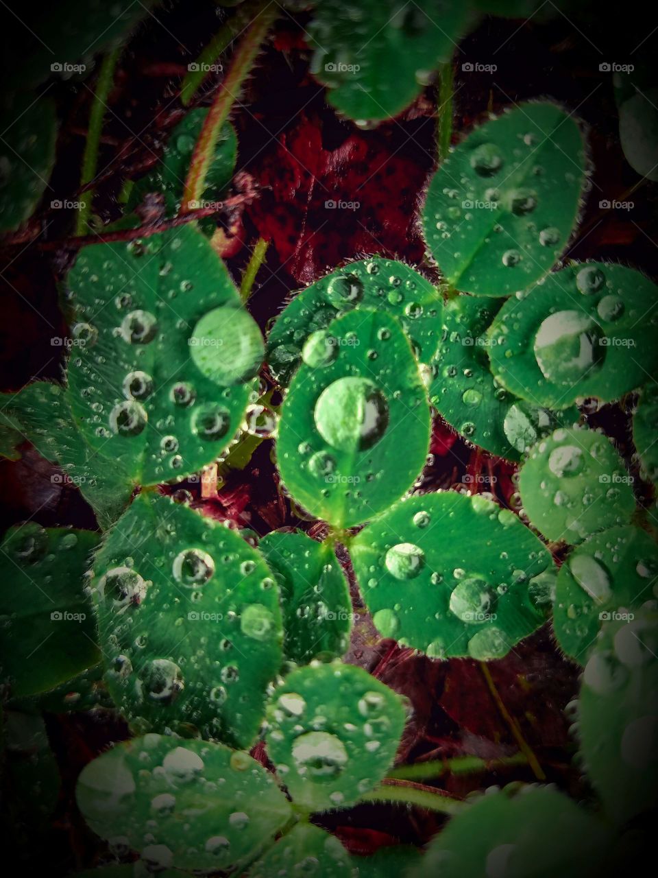 Raindrops