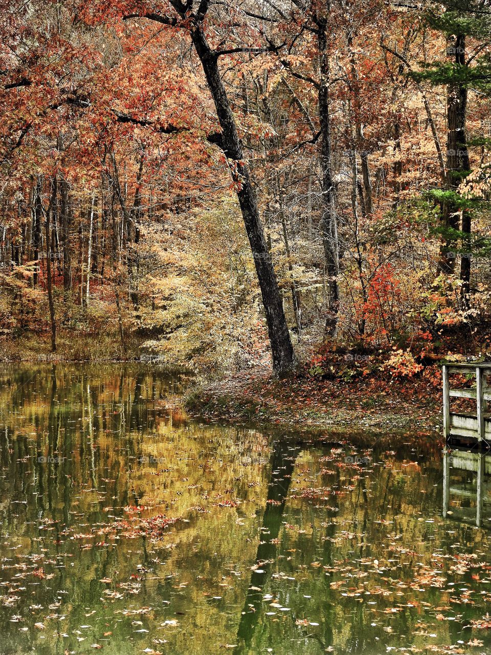 Fall on the lake in the forest in southern Indiana 