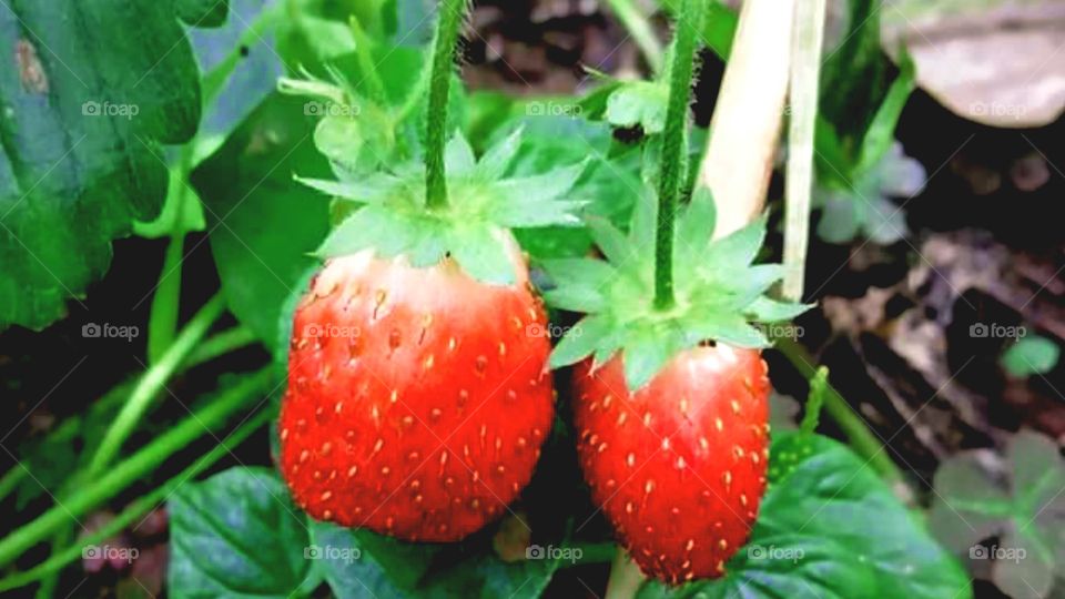 strawberry fruit