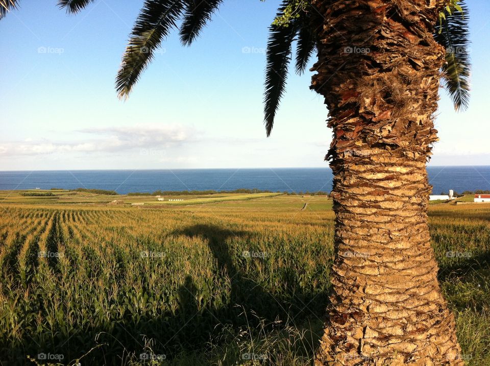 Palmtree. Nature In Portugal 