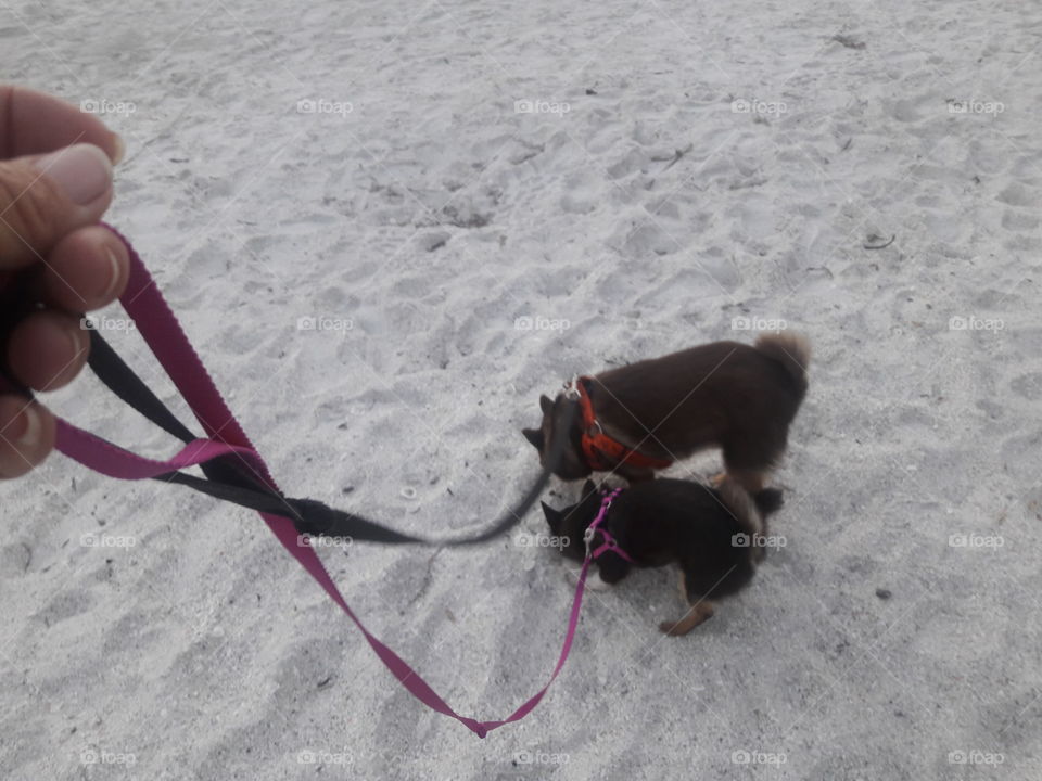 Smelling the sand