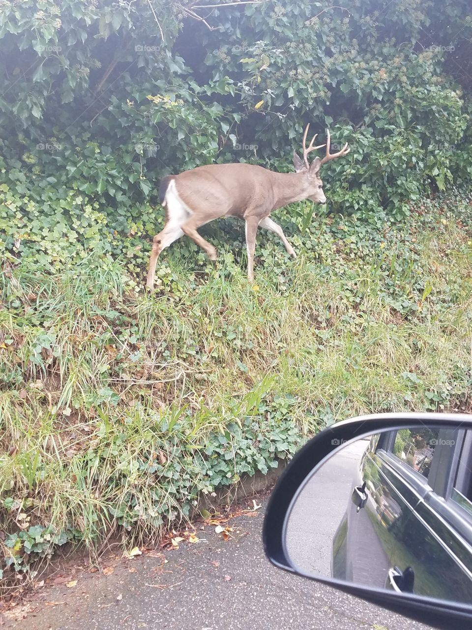 what a beautiful creature