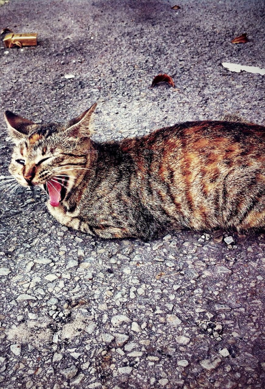 Cat yawning