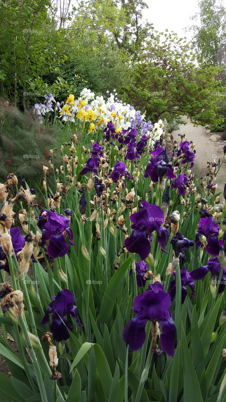 Group of Irises. Purple, white, and yellow irises from the Botanical Garden.