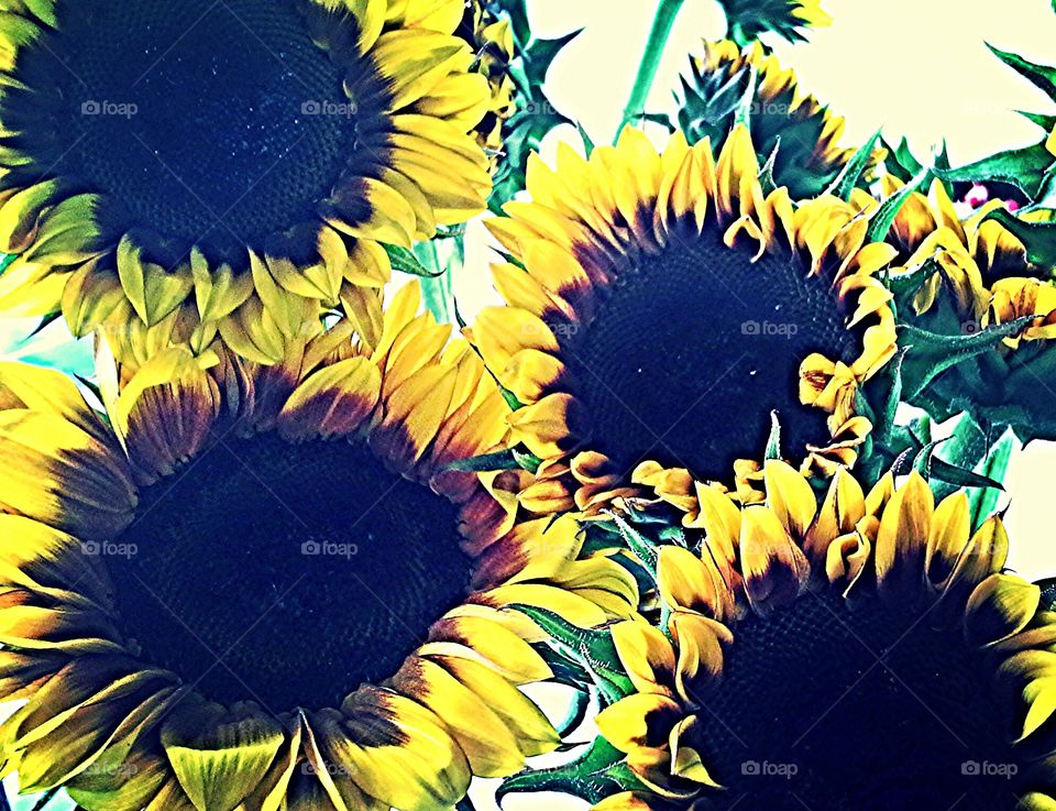sunflower bunch. bunch of sunflowers