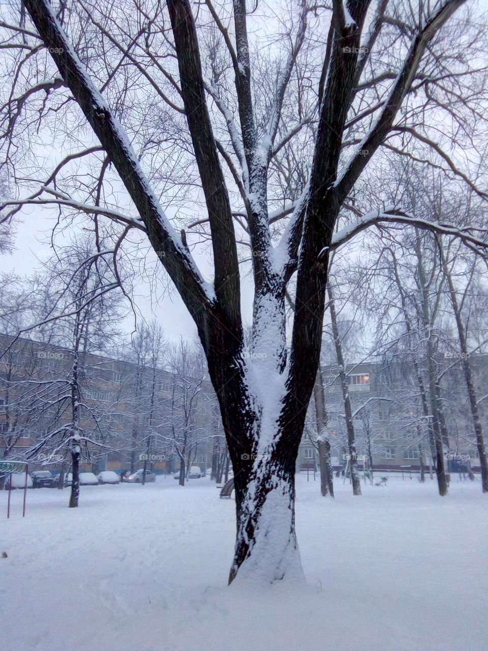 tree without leaves in winter