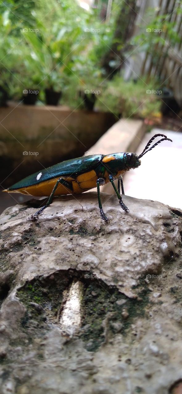 Gem beetles are often brightly colored and always have a hint of color usually on the underside.