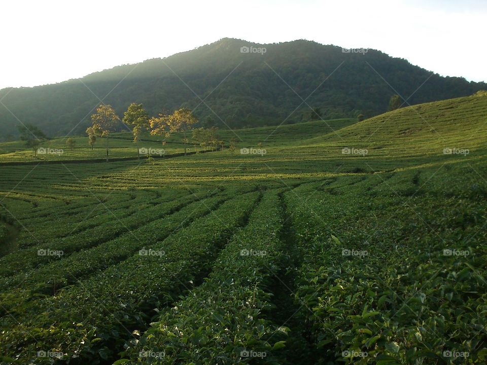 Tea garden at the peak of Bogor