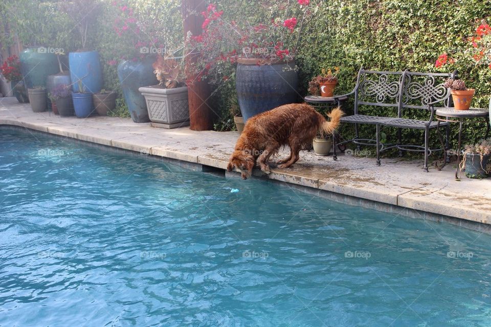 A dog and his pool