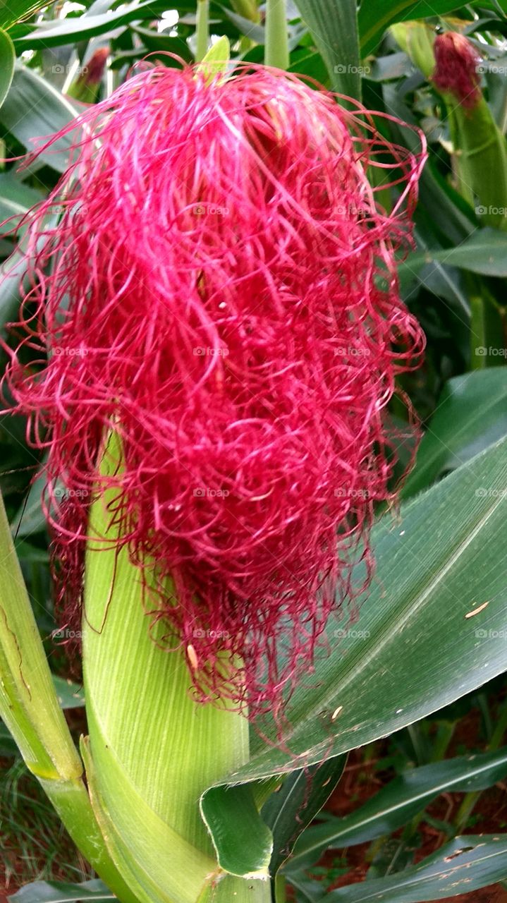 red corn flower