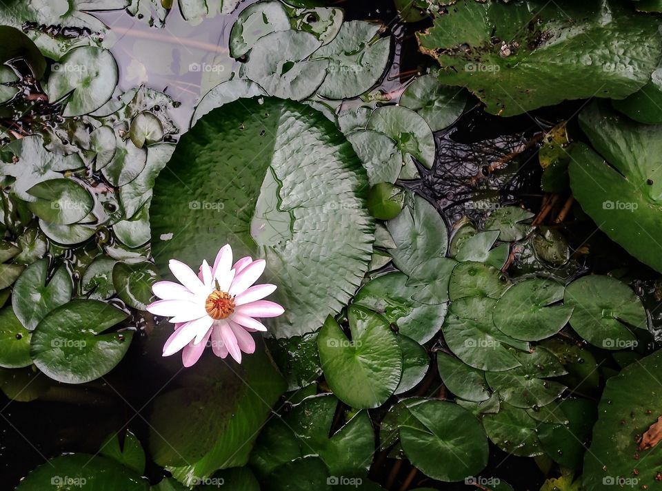 Lotus in idyllic pond