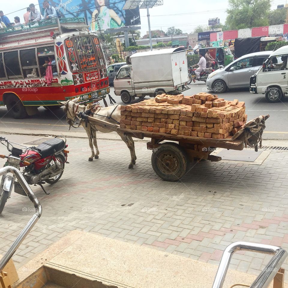 Donkey in pakistan