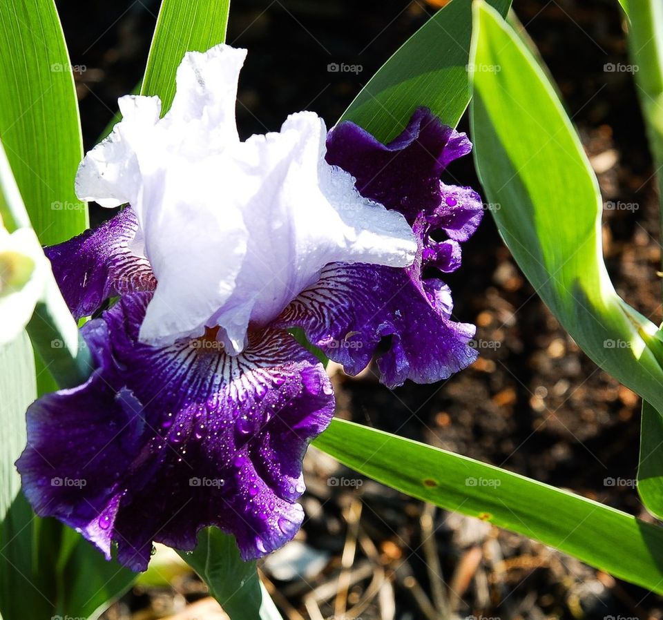 Iris