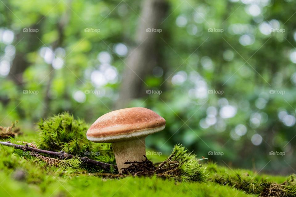 The Joy in Discovery 