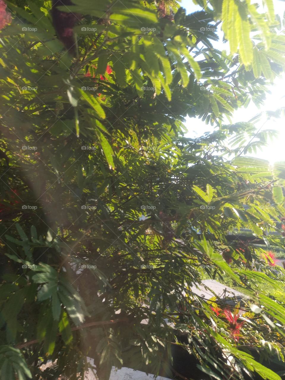 Árvore copada.  O tronco é seus ramos amontoados ou espalhados, chegam a igual altura e formam uma superfície  convexa