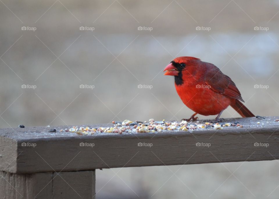 cardinal