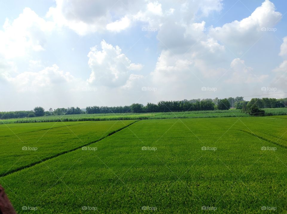 Beautiful pady field and cloudy sky