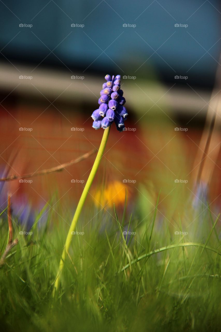 Grape hyacinth close-up