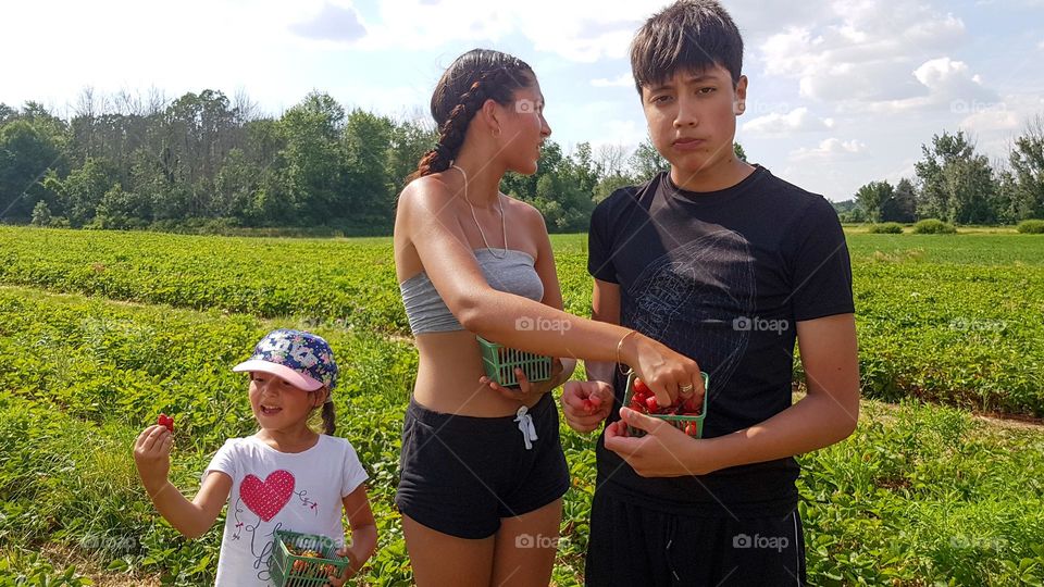 Siblings are picking up strawberries