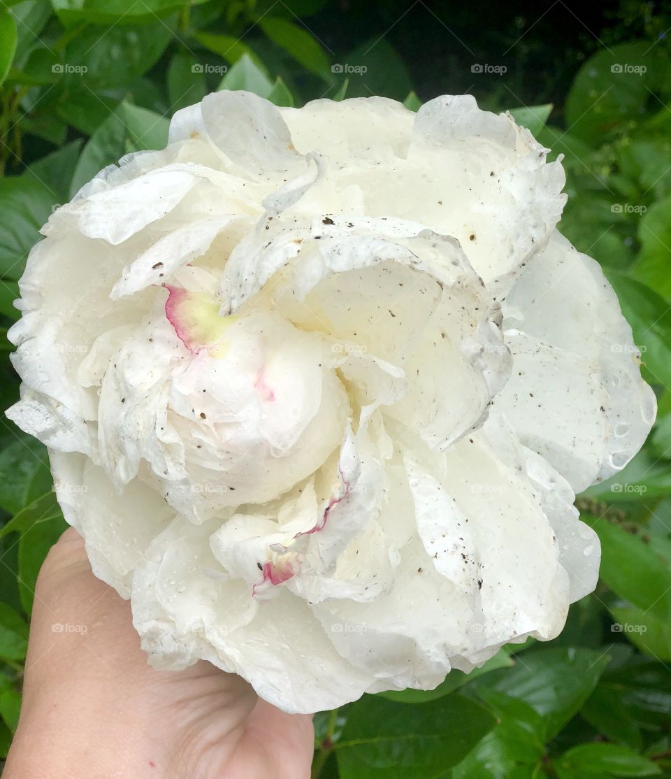 Dirty peony after the rain