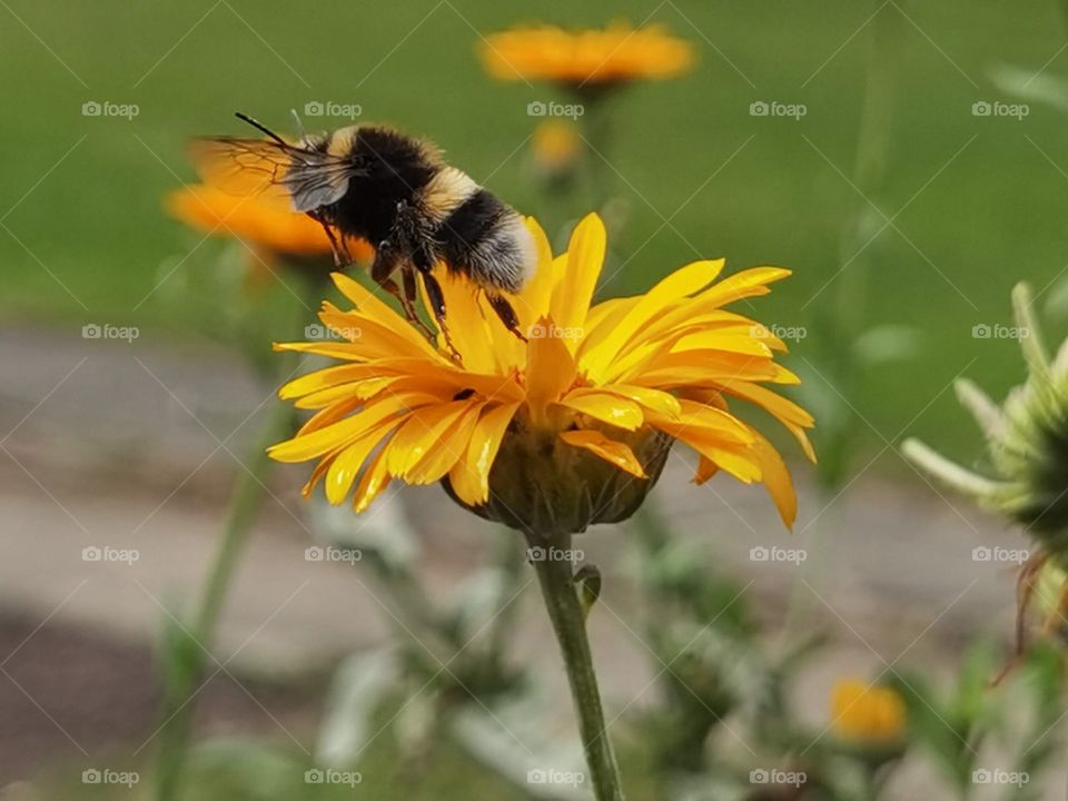 bee fly