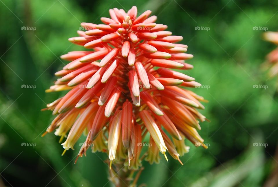 nature flower in bloom red by Nikita80