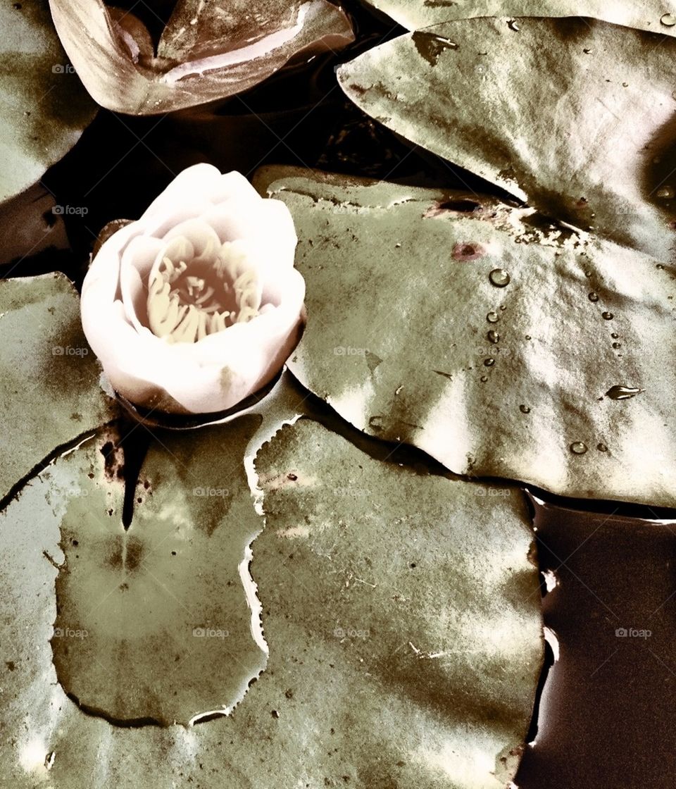 Water Lilly pads and Lotus flower