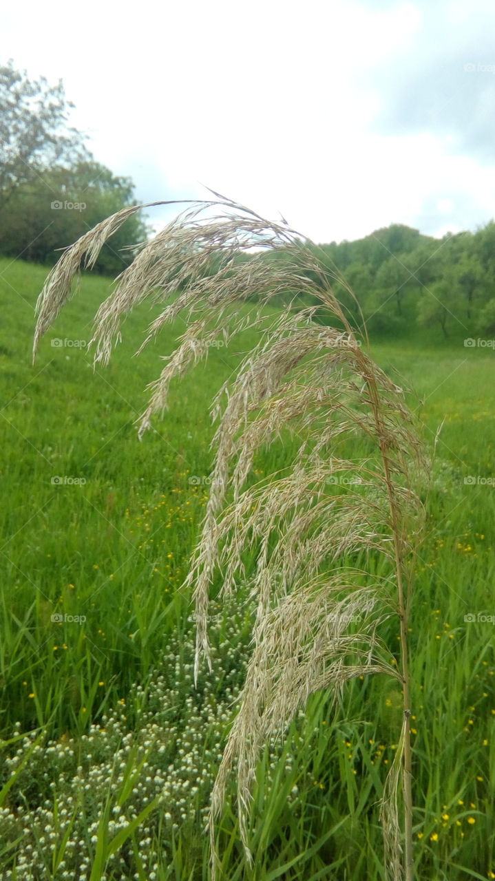 Grass, Field, Summer, Nature, Rural