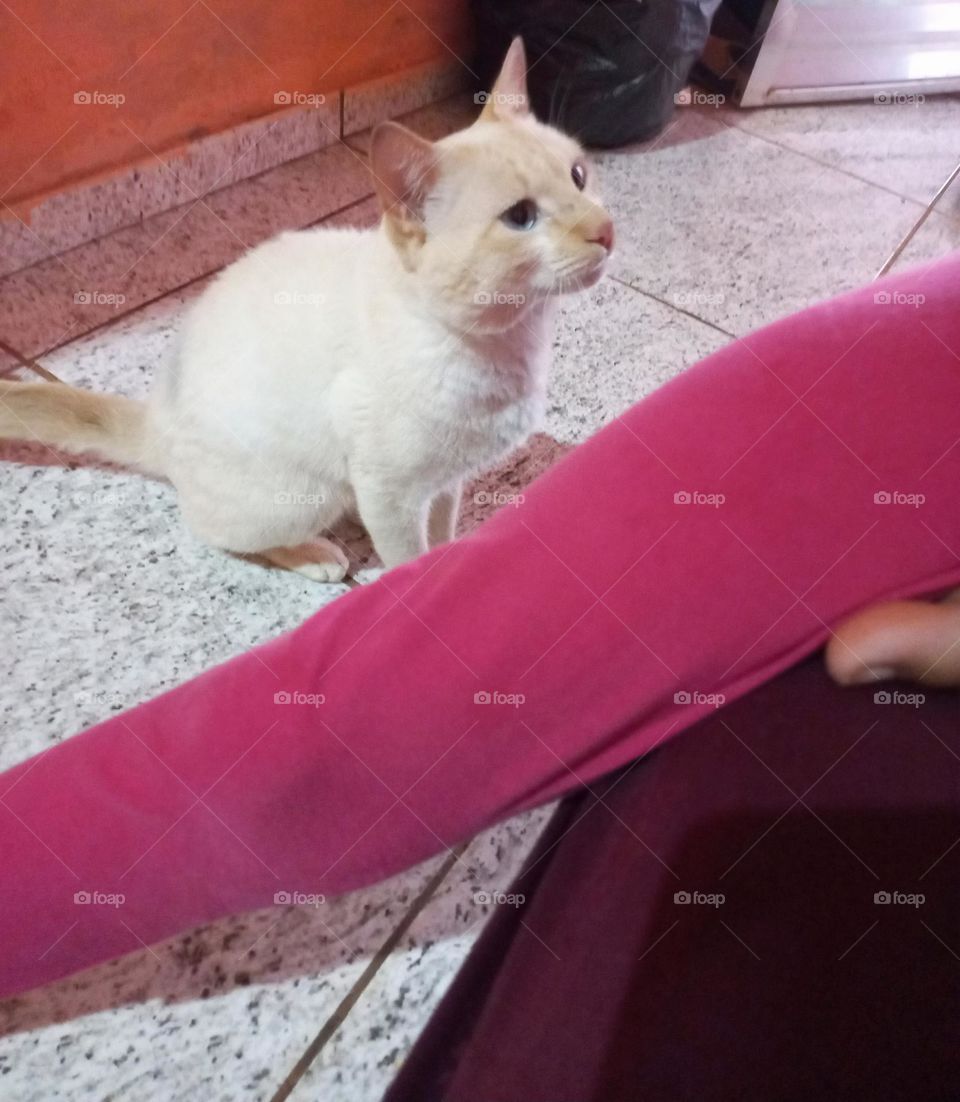 Meu gatinho está com os olhos pidão! Após ele tem comido seu lanchinho da tarde e, agora é a minha vez. Os olhinhos dos nossos bichanos não são só lindos, para fazer aquela carinha de pidão, mas eles também demonstram sentimentos e vontades