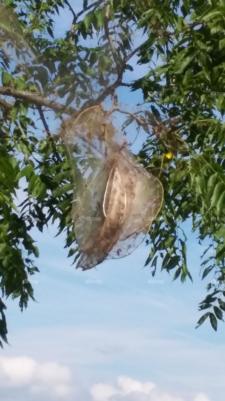 spider nest