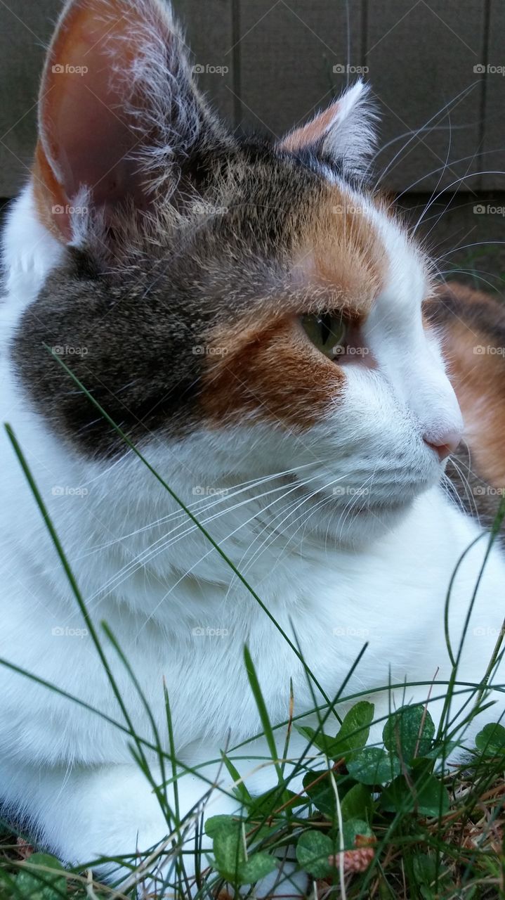 Calico Cat