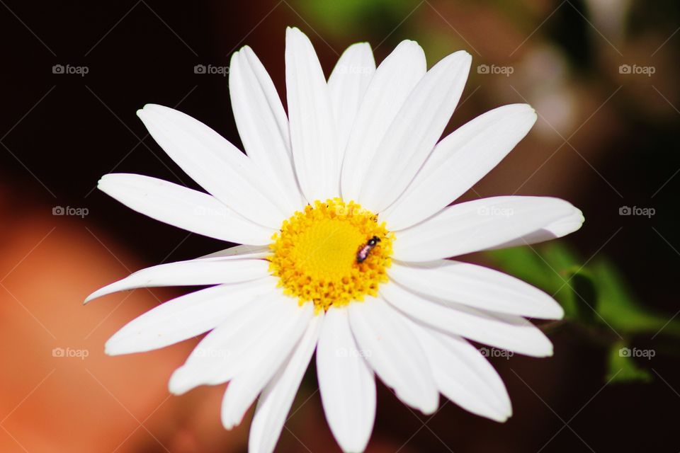 Bee on white flower