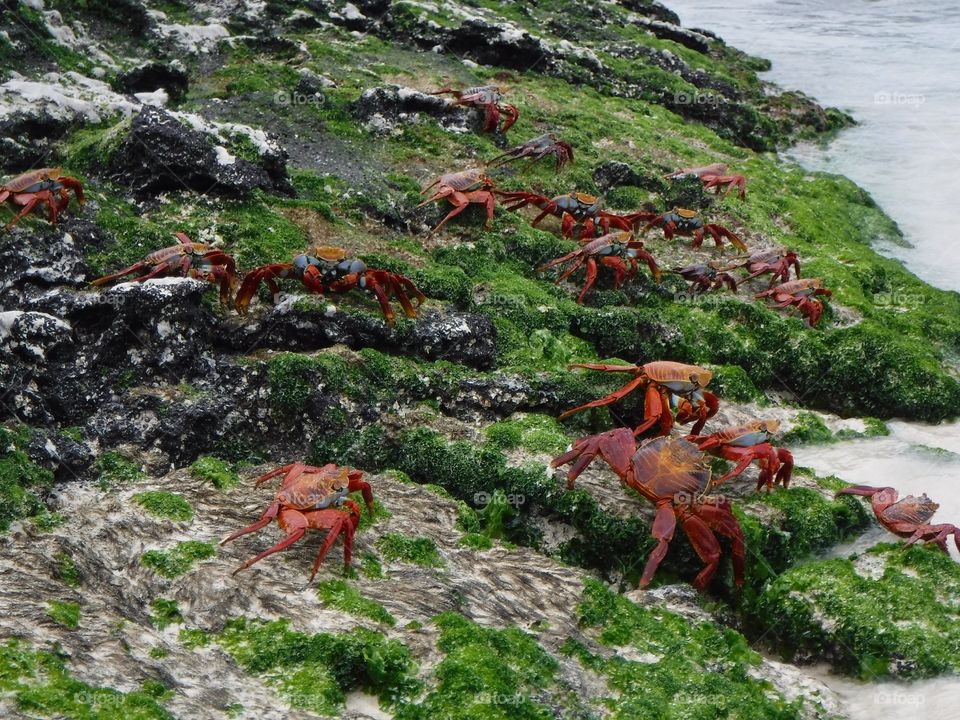Galápagos Crabs