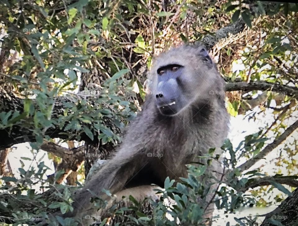 Alert baboon