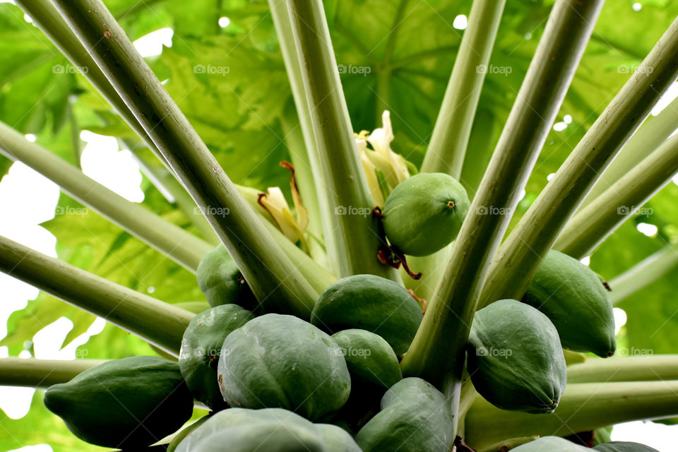 Pretty Green of papaya.