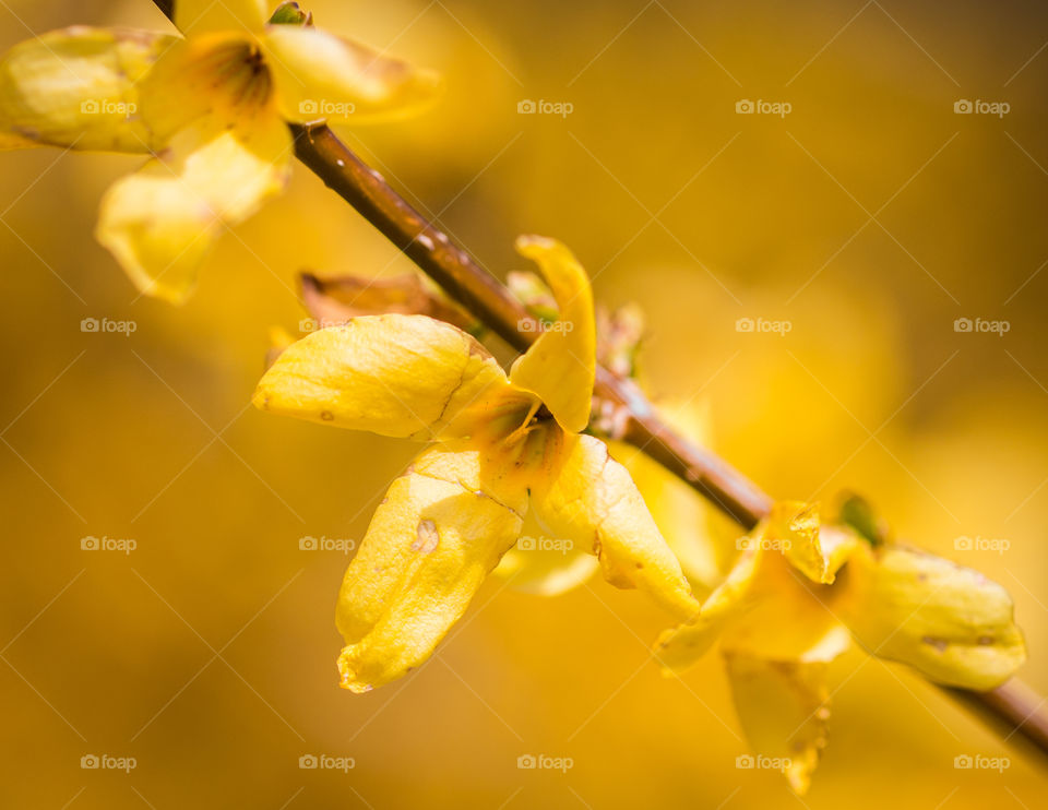 Yellow beauties