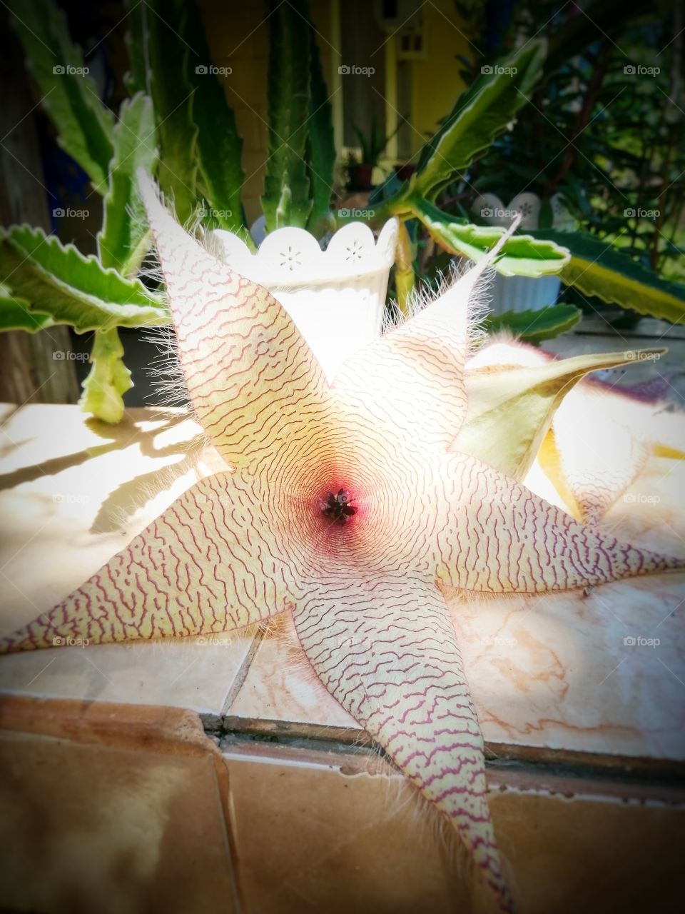 A starfish-shaped cactus flower.