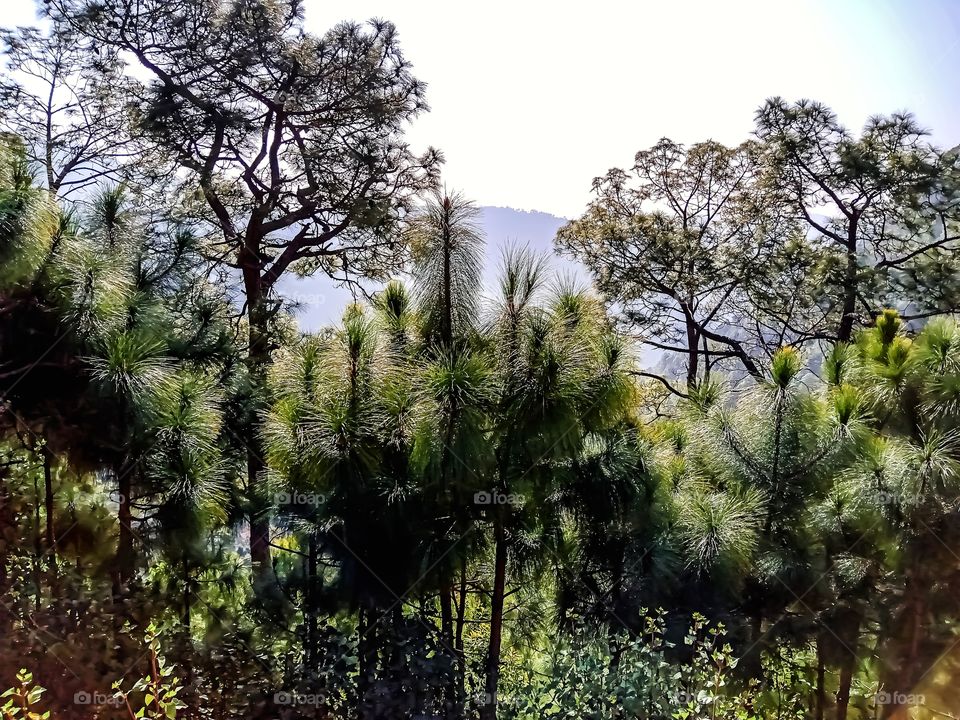 Beautiful journey to the mountains pine trees image