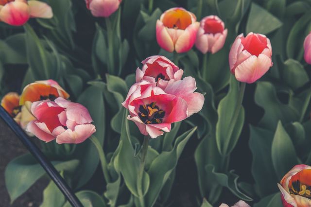 Beautiful pink tulips flowers