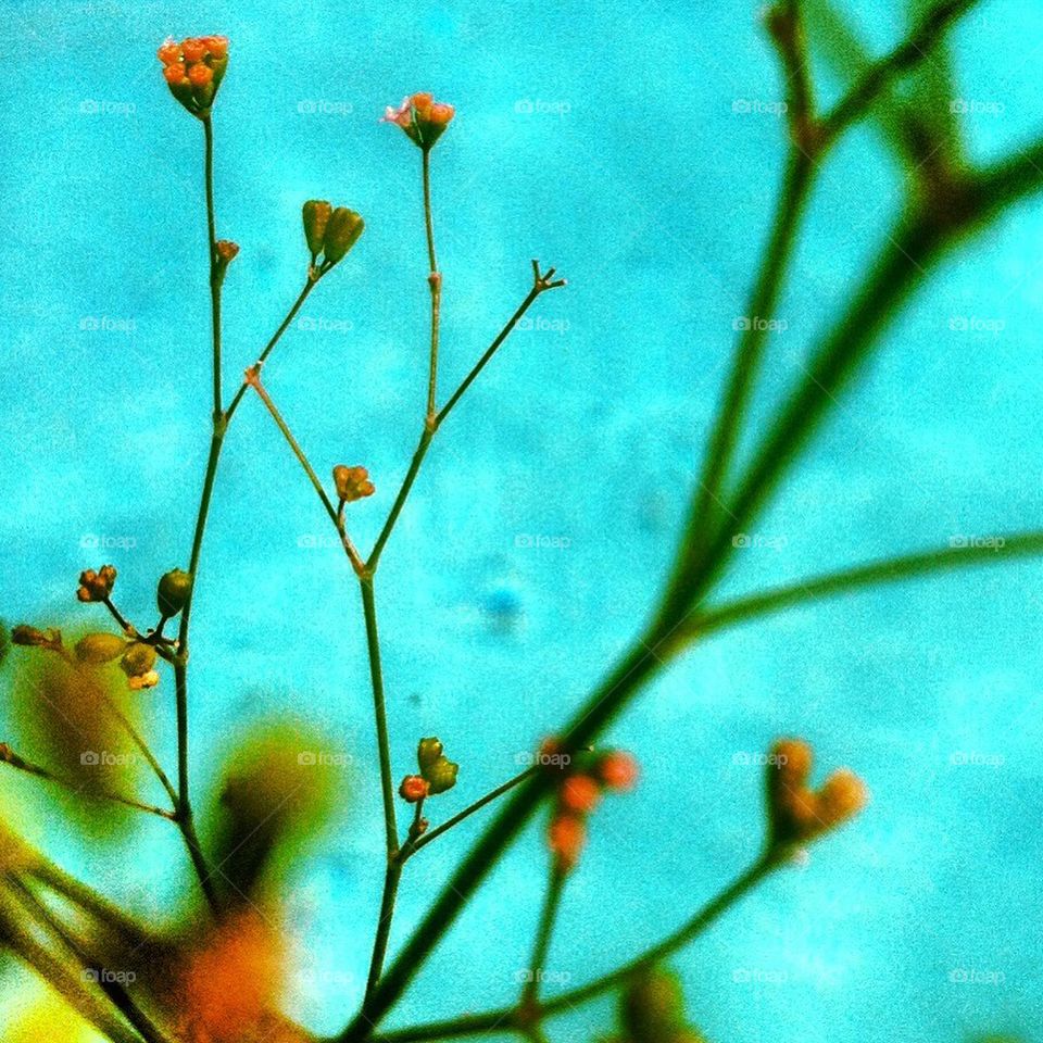 Macro flower over water