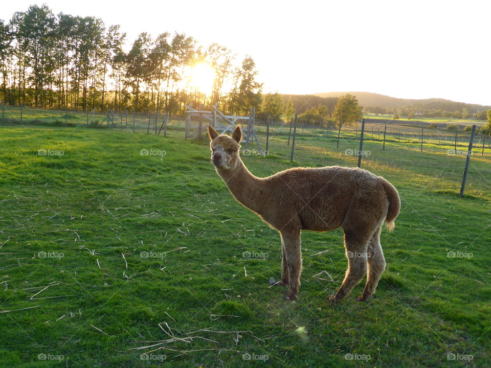 Alpaca in sunset