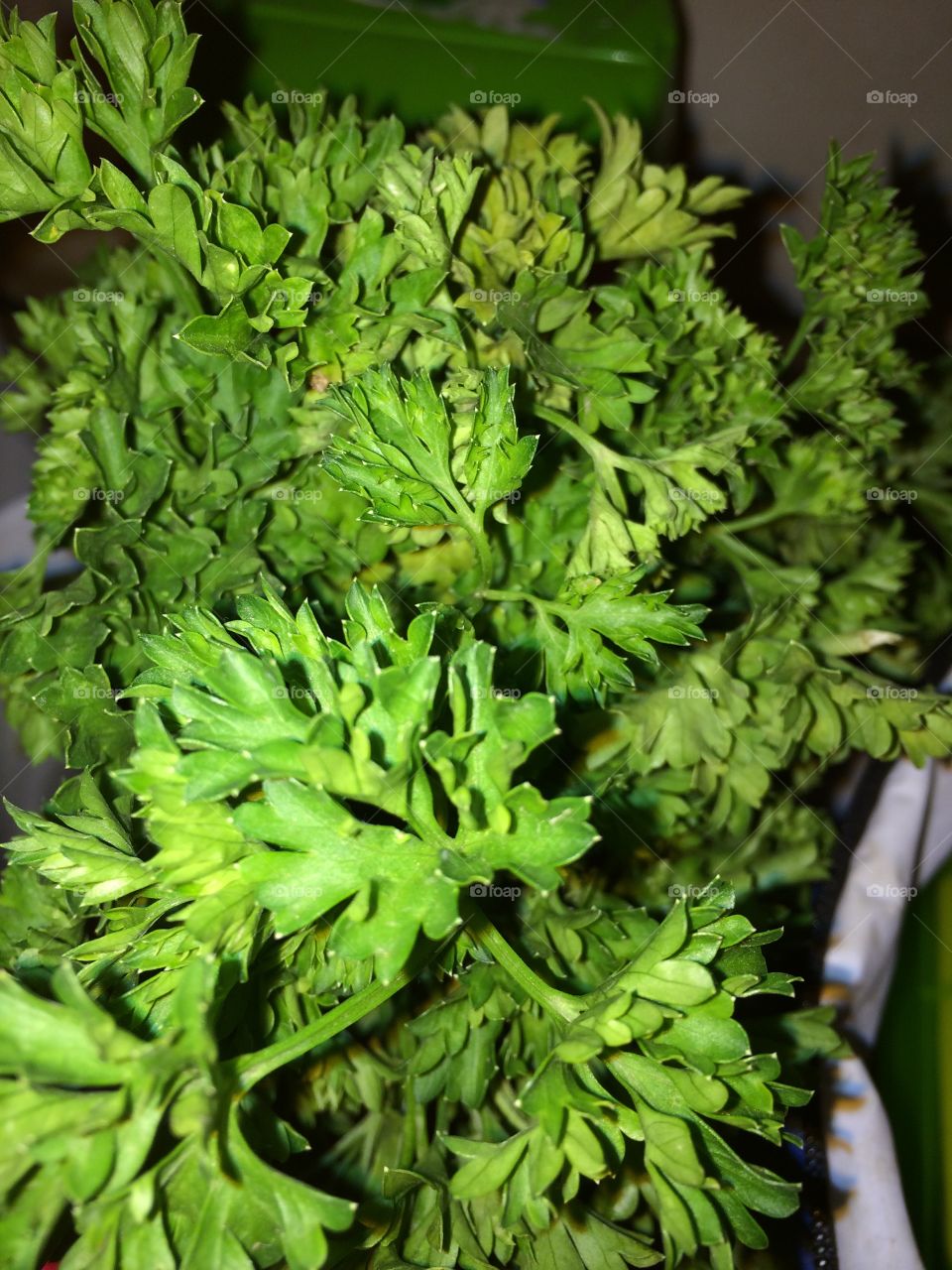 Fresh parsley