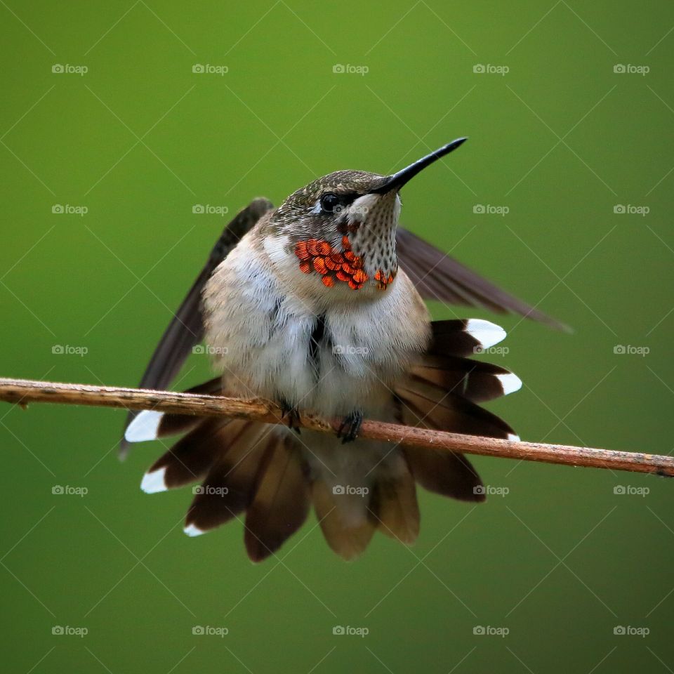 ruby-throated hummingbird