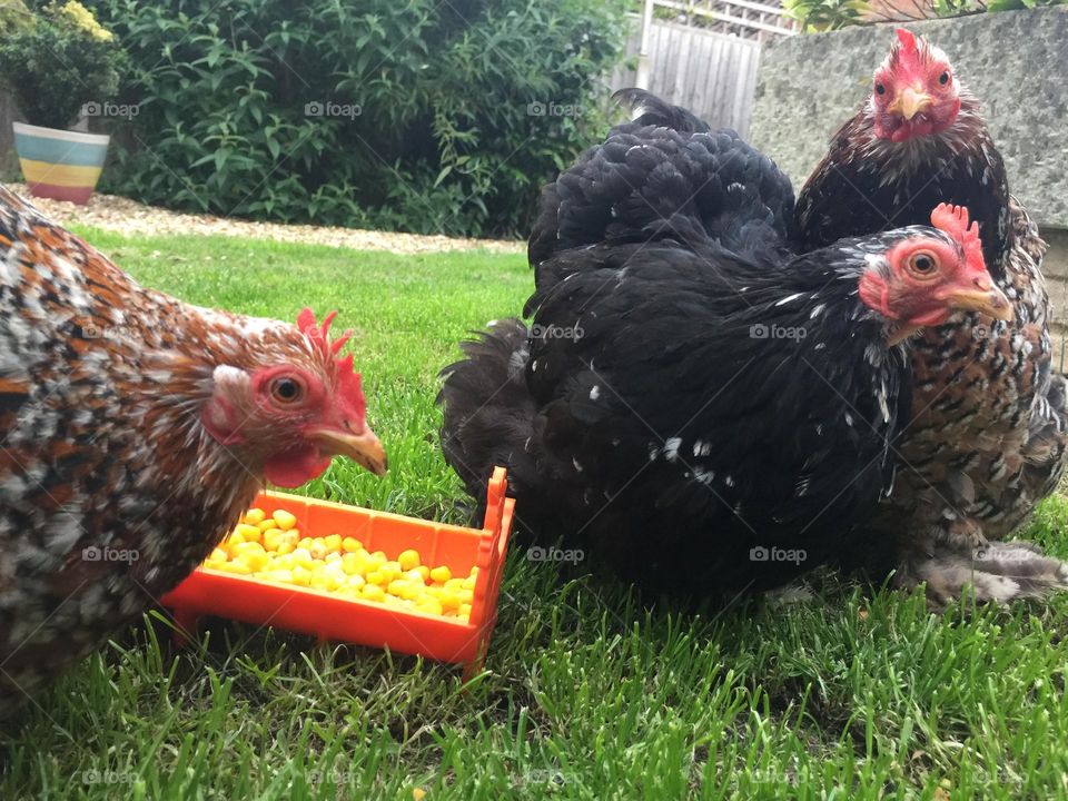 Chicken pop group