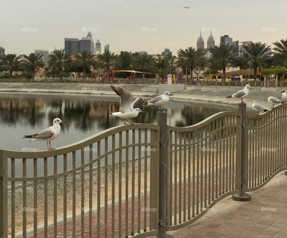 Birds perched on a fence by the lakeside 